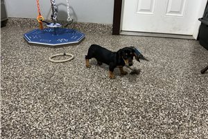 Cowboy - Mini Dachshund for sale