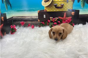 Foxy - Mini Dachshund for sale