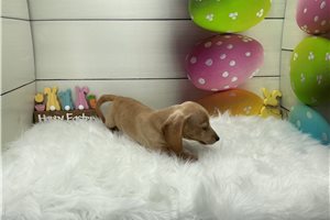 Manny - Dachshund, Mini for sale