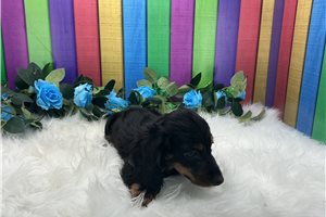 Crater - Dachshund, Mini for sale