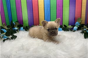 Abner - French Bulldog for sale