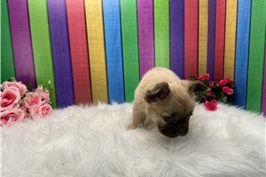 Adara - puppy for sale
