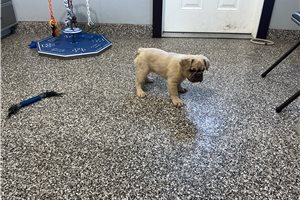 Adara - puppy for sale