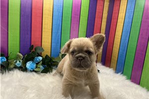 Abner - French Bulldog for sale