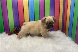 Adara - French Bulldog for sale