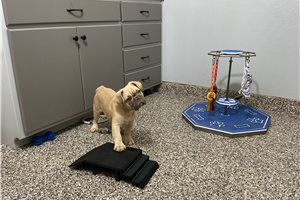 Adara - French Bulldog for sale
