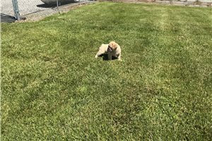 Adara - French Bulldog for sale