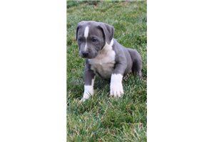 Gerardo - American Pit Bull Terrier for sale