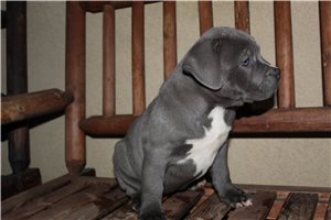 Gigi - American Pit Bull Terrier for sale