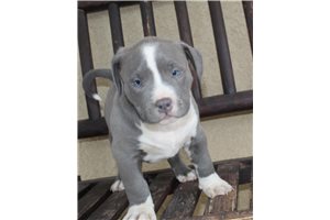 Gage - American Pit Bull Terrier for sale