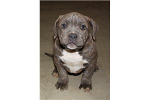 Giselle - American Pit Bull Terrier for sale