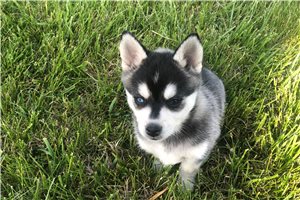 Trevor - puppy for sale