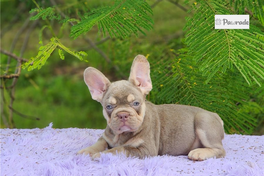 Davy - French Bulldog for sale