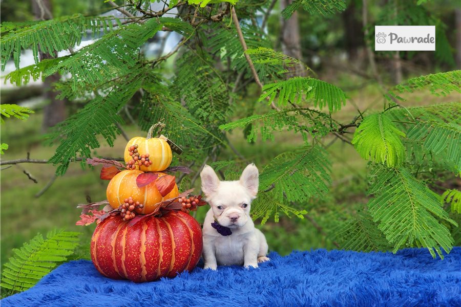 Daisy, female French Bulldog puppy for sale