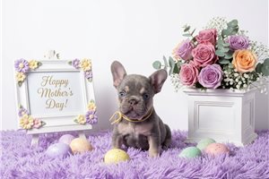 Alexa - French Bulldog for sale