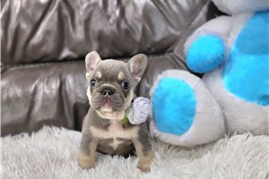 Delia - puppy for sale