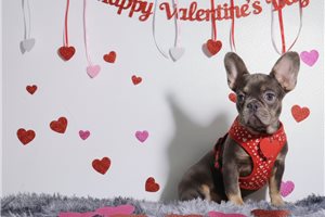 Priscilla - puppy for sale