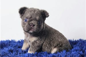 Burton - puppy for sale