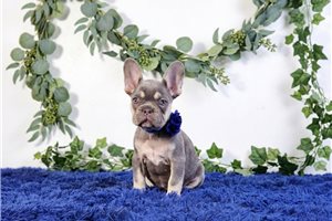 Charlotte - French Bulldog for sale