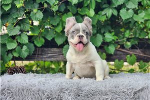 Fluffy Bennett - French Bulldog for sale