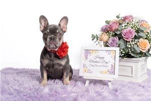 Calista - French Bulldog for sale