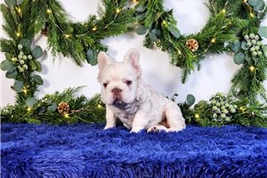 Fresca - French Bulldog for sale