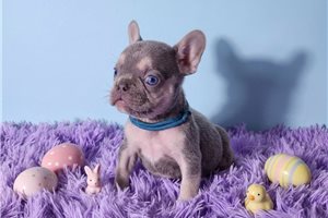 Lincoln - French Bulldog for sale
