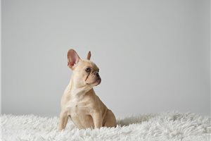 Colby - French Bulldog for sale