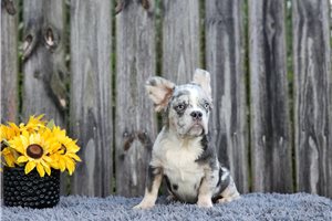 Fluffy Elijah - French Bulldog for sale