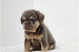 Bento - French Bulldog for sale