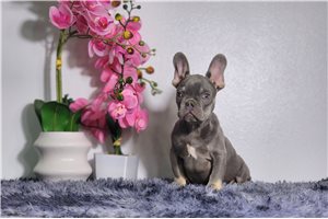 Cody - French Bulldog for sale