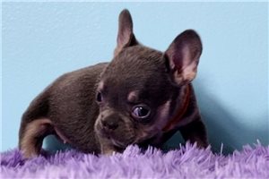 Adriana - French Bulldog for sale
