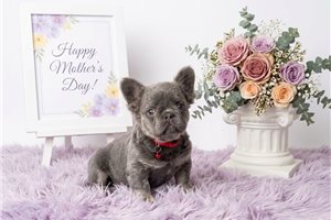 Lucas - French Bulldog for sale