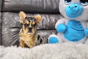 Colton - French Bulldog, placed in West Palm Beach