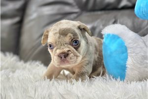 Davis - puppy for sale