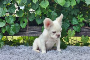 Fluffy Brielle - French Bulldog for sale