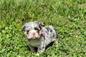 Catia - puppy for sale