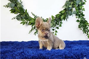 Dalton - French Bulldog for sale
