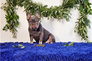 Fallon - French Bulldog for sale