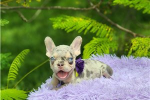 Dorothy - French Bulldog for sale