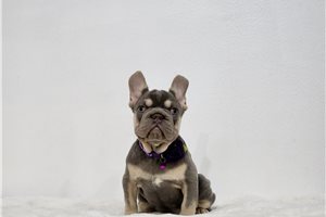Alexa - French Bulldog for sale