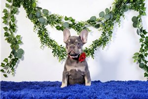 Daria - French Bulldog for sale
