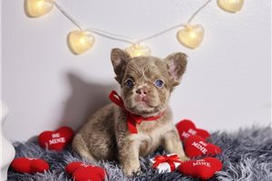 Dalton - French Bulldog for sale