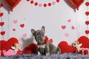 Daria - French Bulldog for sale