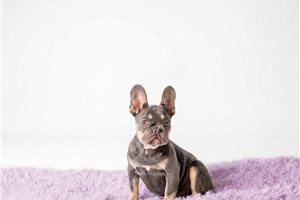 Daria - French Bulldog for sale
