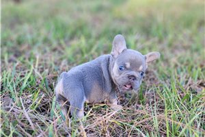 Alexa - French Bulldog for sale