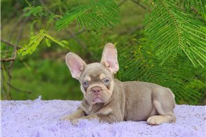 Davy - French Bulldog for sale