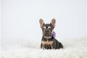 Alice - French Bulldog for sale