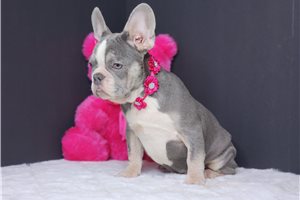 Emma - French Bulldog for sale