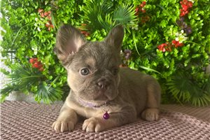 Kate - French Bulldog for sale